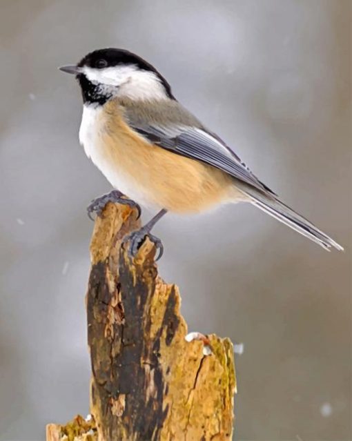 Chickadee Bird Paint by numbers