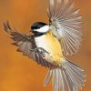 Chickadee Flying Bird Paint by numbers