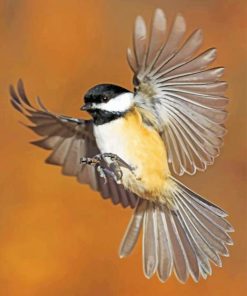 Chickadee Flying Bird Paint by numbers