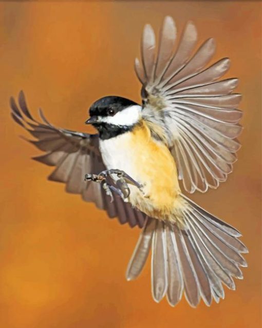 Chickadee Flying Bird Paint by numbers