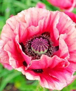 Close Up Pink Poppy Piant by numbers