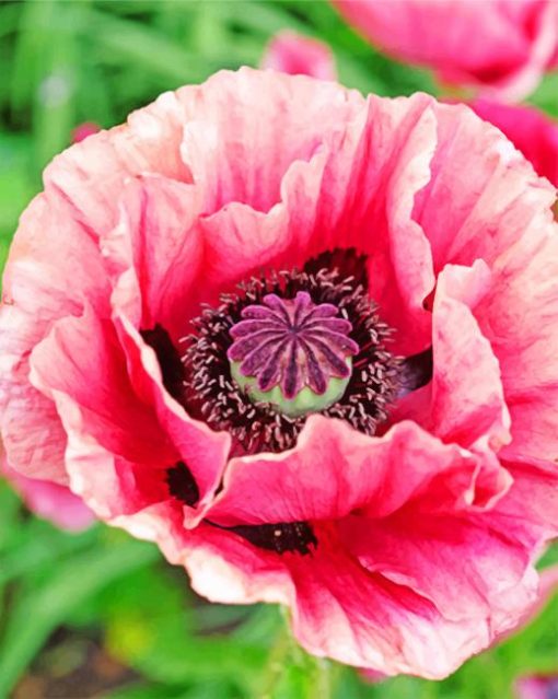 Close Up Pink Poppy Piant by numbers