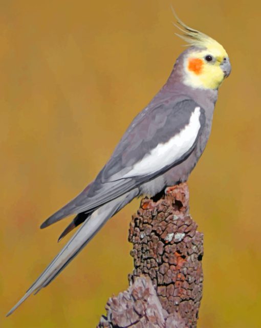 Cockatiel Bird Paint by numbers