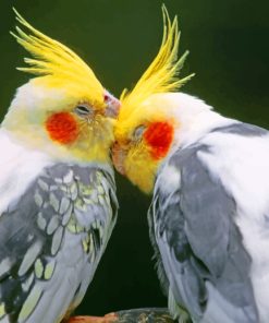 Cockatiel Birds Paint by numbers