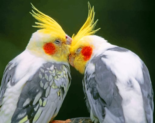 Cockatiel Birds Paint by numbers