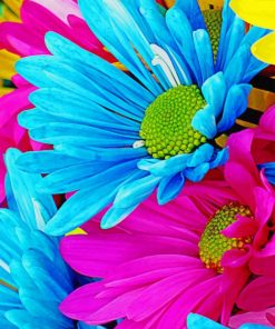 Colorful Daisy Paint by numbers