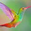 Colorful Hummingbird Paint by numbers