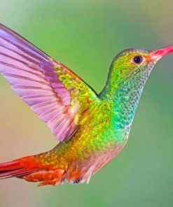 Colorful Hummingbird Paint by numbers