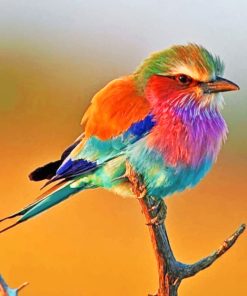 Colorful Robin Bird Paint by numbers