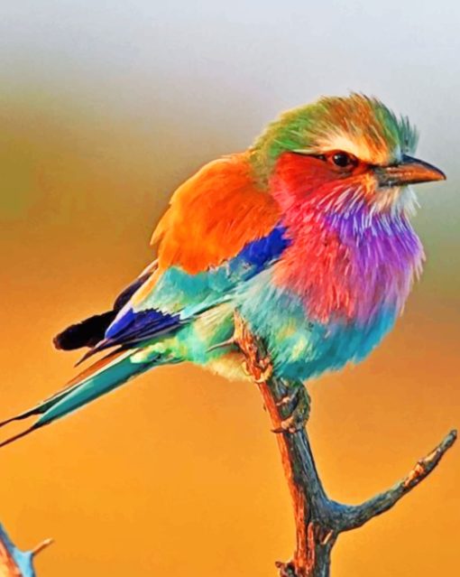 Colorful Robin Bird Paint by numbers