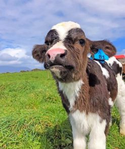 Cute Baby Cow Paint by numbers