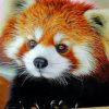 Cute Red Panda Paint by numbers