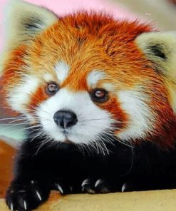 Cute Red Panda Paint by numbers