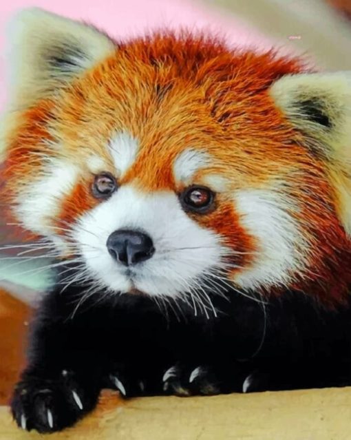 Cute Red Panda Paint by numbers