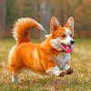 Cute Corgi Paint by numbers