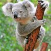 Cute Koala Paint by numbers