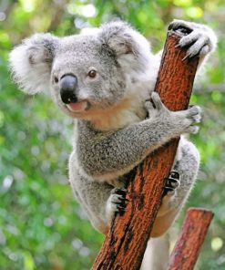 Cute Koala Paint by numbers