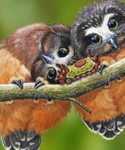 Cute Owls paint by numbers