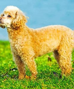 cute-poodle-puppy-paint-by-number