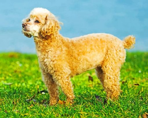 cute-poodle-puppy-paint-by-number