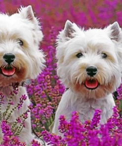 Cute West Highland Terriers Ppaint by numbers