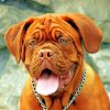 Dogue De Bordeaux Animal Paint by numbers