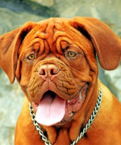 Dogue De Bordeaux Animal Paint by numbers