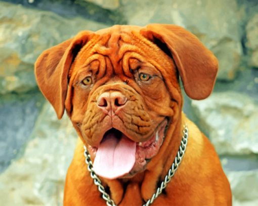 Dogue De Bordeaux Animal Paint by numbers