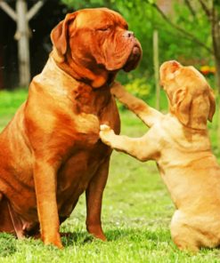 Dogue De Bordeaux Paint by numbers