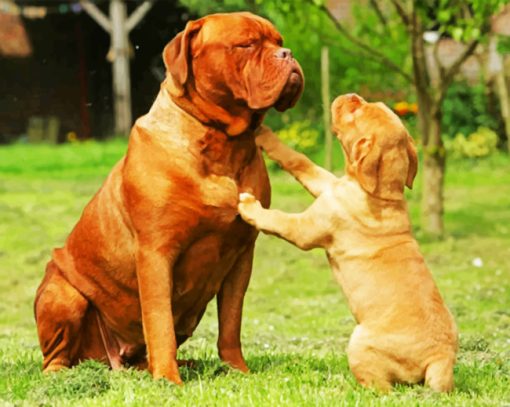 Dogue De Bordeaux Paint by numbers