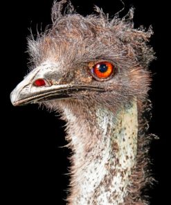 Emu Bird Head paint by numbers