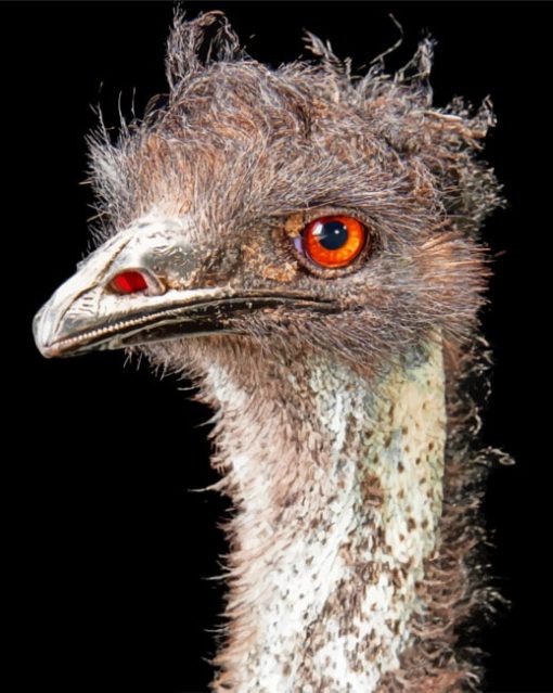 Emu Bird Head paint by numbers