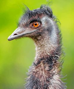 Emu Bird Portrait Paint by numbers