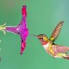 Flying Hummingbird paint by numbers