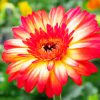 Gerbera Daisy Paint by numbers