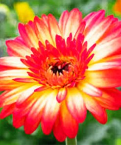 Gerbera Daisy Paint by numbers