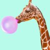 Giraffe Bubblegum Paint by numbers