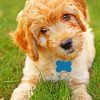 Goldendoodle paint by numbers