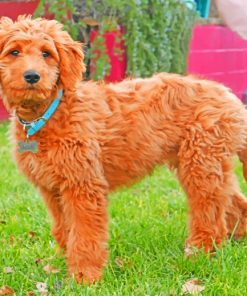 Adorable Goldendoodle paint by numbers