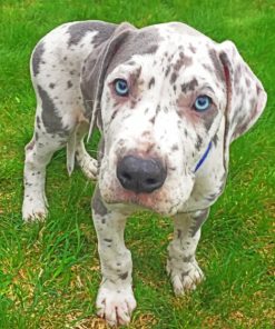 Great Dane Paint by numbers