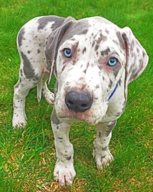 Great Dane Paint by numbers