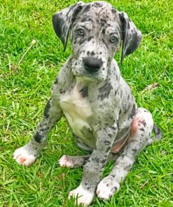 Great Dane Pet Paint by numbers