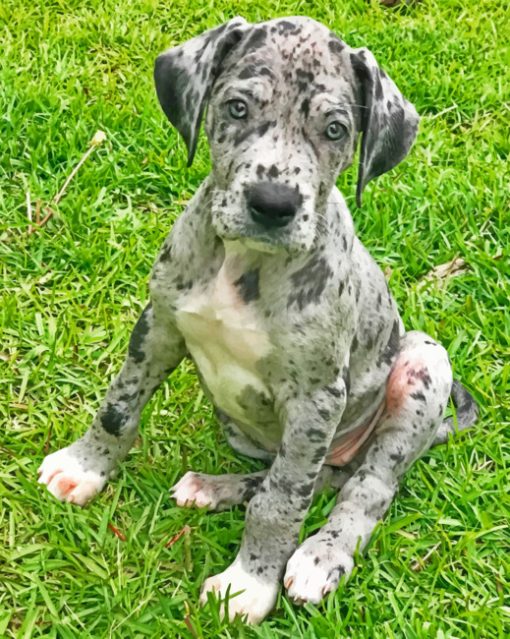 Great Dane Pet Paint by numbers