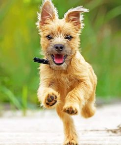 Happy Cairn Terrier Paint by numbers