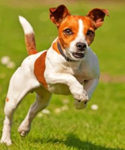 Happy Jack Russell Paint by numbers