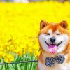 Shiba Inu Dog Paint by numbers