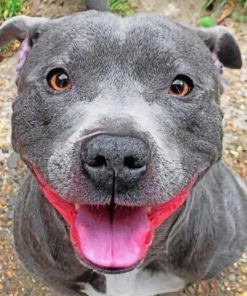 Happy Staffy paint by numbers