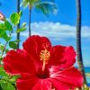 Hibiscus Flower Paint by numbers