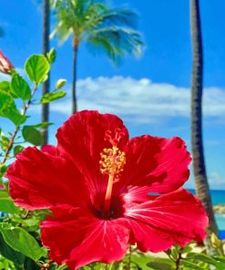 Hibiscus Flower Paint by numbers