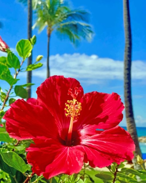 Hibiscus Flower Paint by numbers